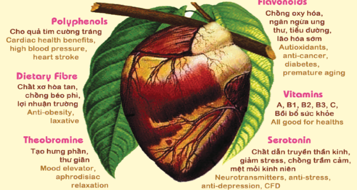 Nguồn Gốc Cacao