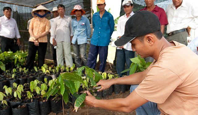 ky-thuat-trong-cay-ca-cao