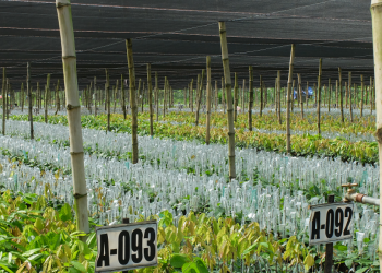 Su-hoi-sinh-ca-cao-o-philippin