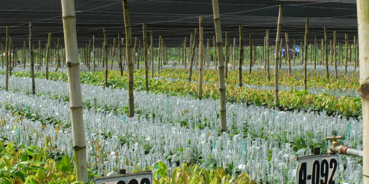 Su-hoi-sinh-ca-cao-o-philippin