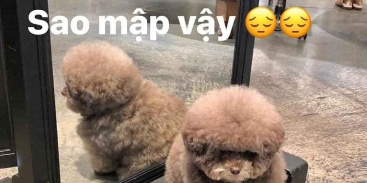 94335132 936259056825070 2703903975526105088 N