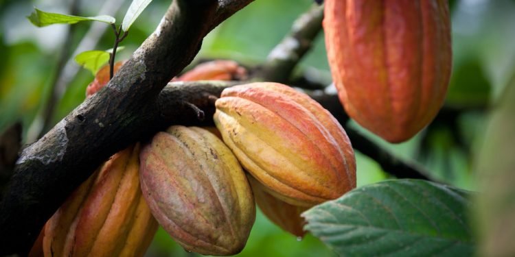 103563307 2529277657324816 6233851845556107472 O