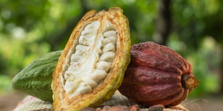 119371423 1042348699549438 6263405829430765255 O