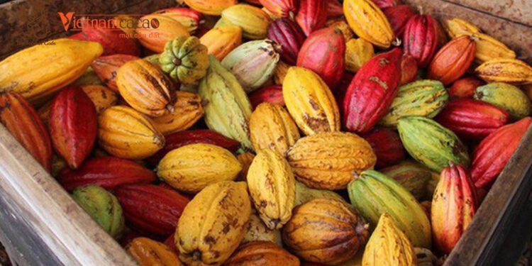 Cach Lam Socola Hao Han Tu Cacao Tu Nhien 2