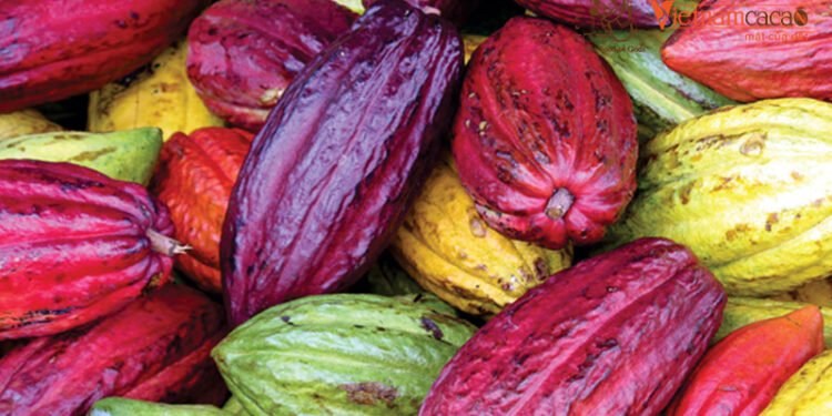 Trái Cacao Dầm đá