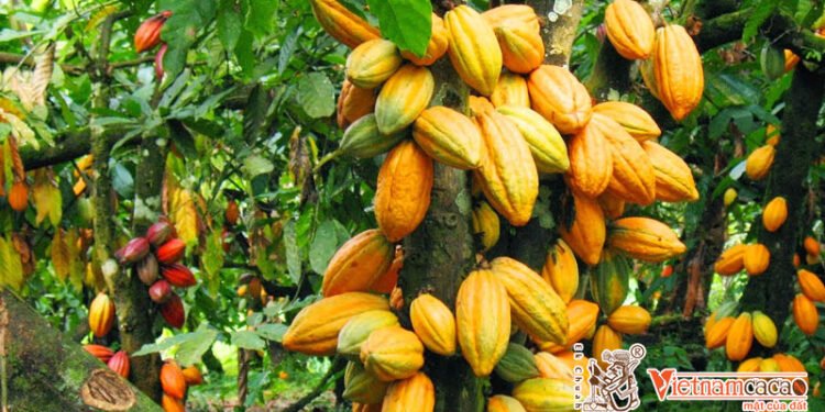 Trồng Cacao Lấy Hạt